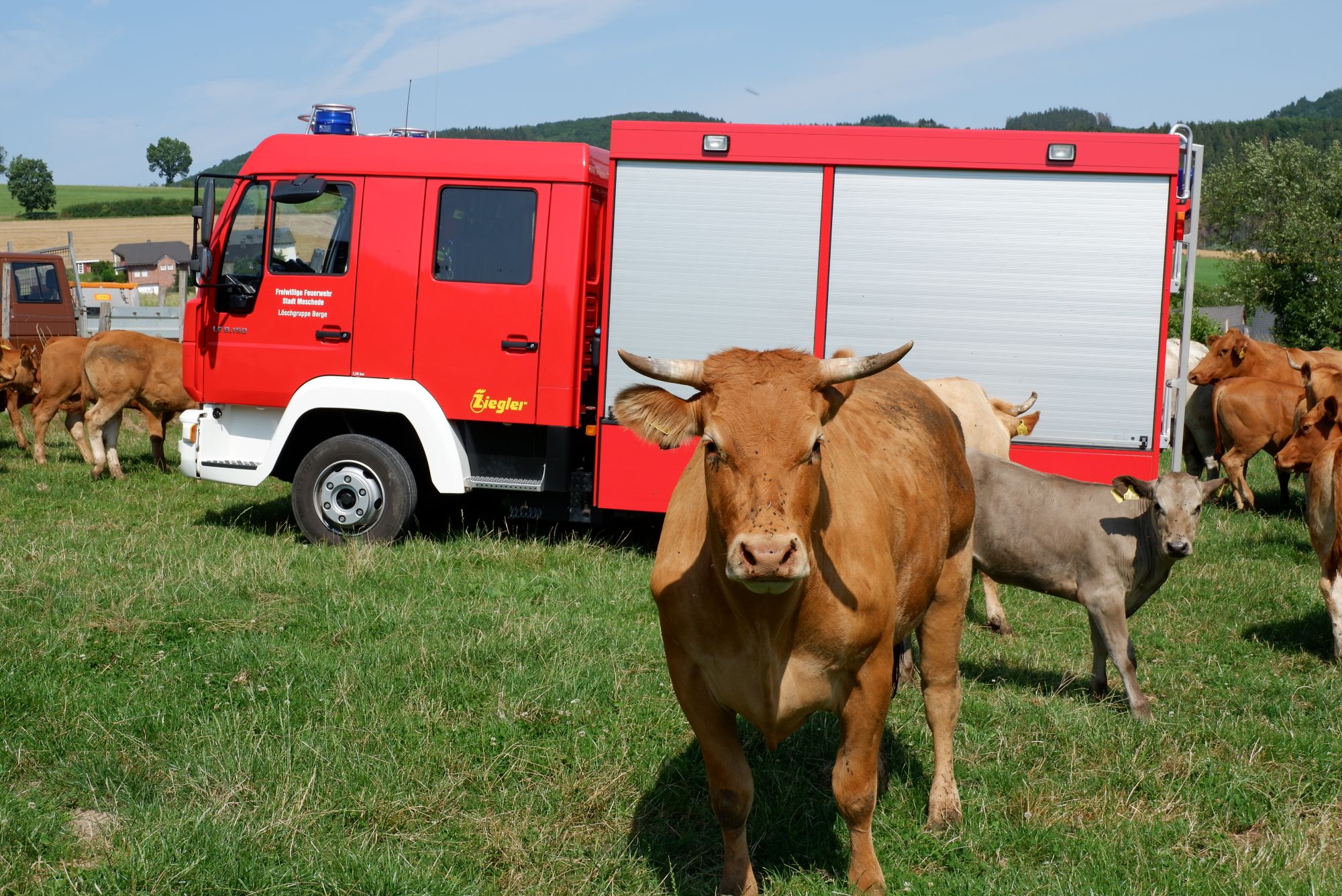 Das MLF auf einer Kuhweide in 2019 Das MLF auf einer Kuhweide in 2019