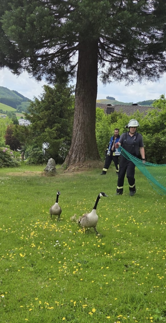 Einfangen der Tiere Einfangen der Tiere