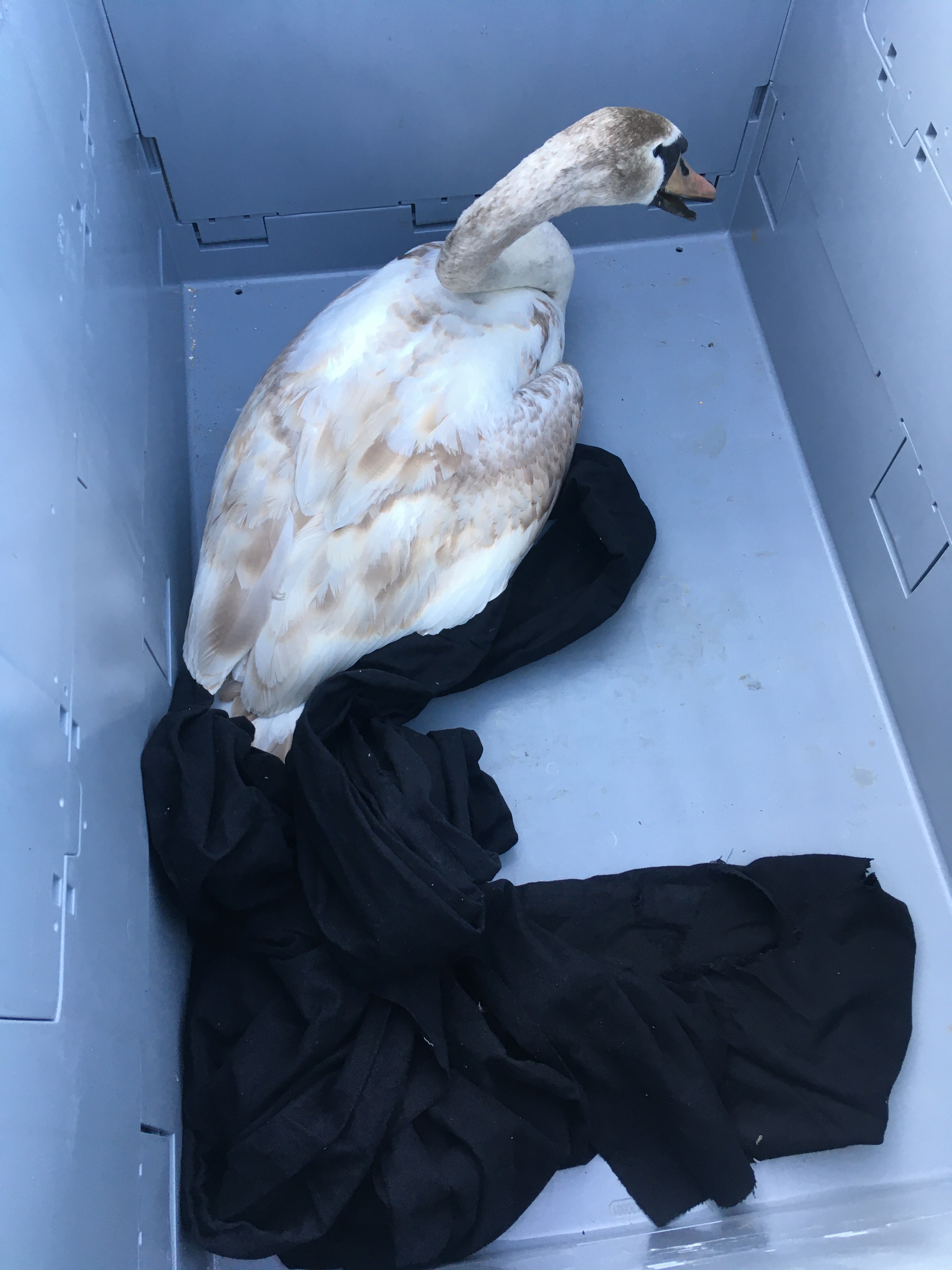 Schwan in Transportbox Schwan in Transportbox