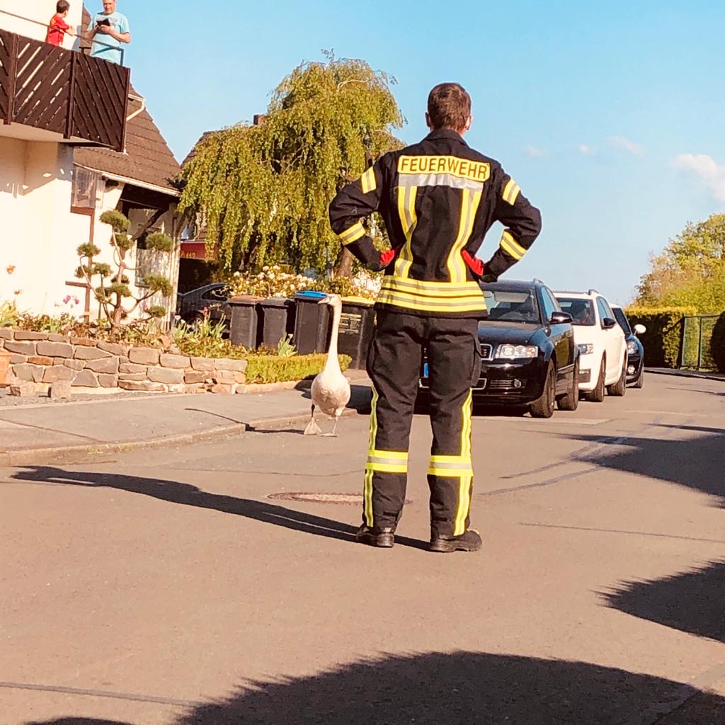 Schwan auf Abwegen Schwan auf Abwegen